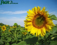 1agro.com.ua