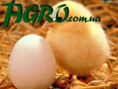 1agro.com.ua