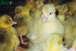 1agro.com.ua