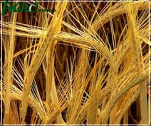 1agro.com.ua