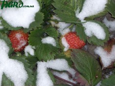 1agro.com.ua