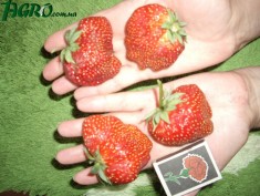 1agro.com.ua