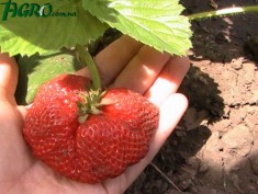 1agro.com.ua
