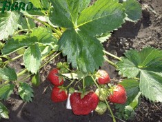 1agro.com.ua