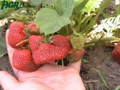 1agro.com.ua