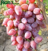 1agro.com.ua