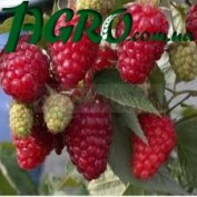 1agro.com.ua