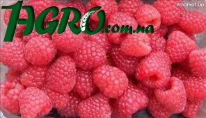1agro.com.ua