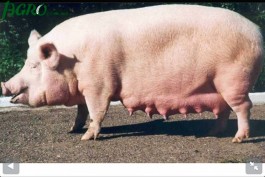 1agro.com.ua