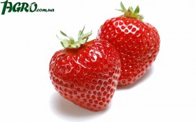 1agro.com.ua