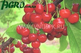 1agro.com.ua