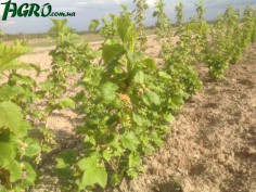 1agro.com.ua