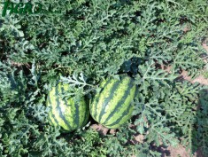 1agro.com.ua