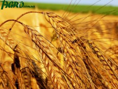 1agro.com.ua