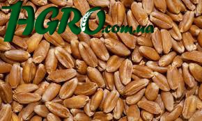 1agro.com.ua