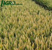 1agro.com.ua