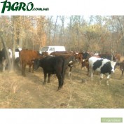 1agro.com.ua