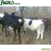 1agro.com.ua