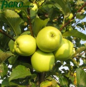 1agro.com.ua