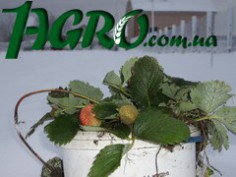 1agro.com.ua