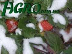 1agro.com.ua