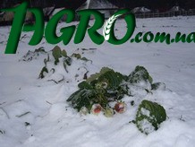 1agro.com.ua