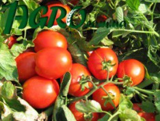 1agro.com.ua