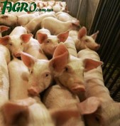 1agro.com.ua