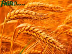 1agro.com.ua