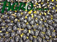 1agro.com.ua