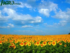 1agro.com.ua