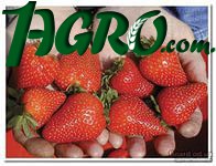 1agro.com.ua