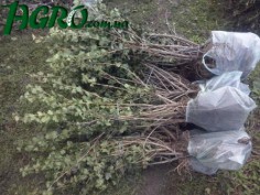 1agro.com.ua