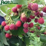 1agro.com.ua