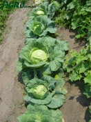 1agro.com.ua