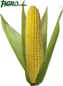 1agro.com.ua