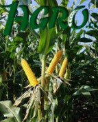 1agro.com.ua