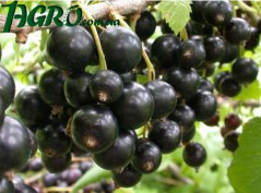 1agro.com.ua