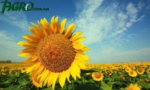 1agro.com.ua