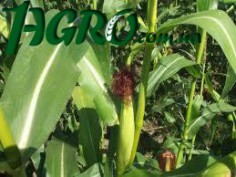 1agro.com.ua