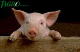1agro.com.ua