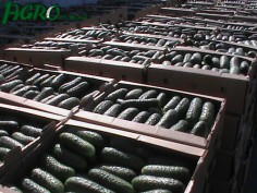 1agro.com.ua
