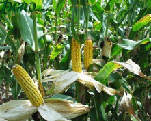 1agro.com.ua