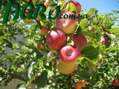 1agro.com.ua