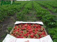 1agro.com.ua