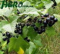 1agro.com.ua