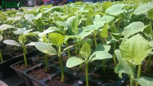 1agro.com.ua