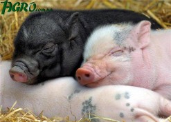 1agro.com.ua