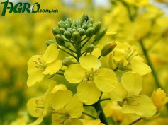 1agro.com.ua