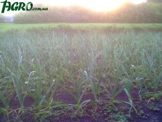 1agro.com.ua